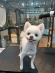 꼬망스펫살롱