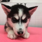 이자매펫미용원