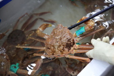영덕강구항대게직판장 대명대게