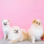 멍블리 용인동백점