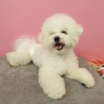 멍블리 용인동백점