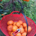 미령이네 감귤농장