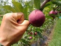 추희자두피자두 ll쭈궁피ll