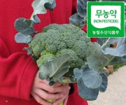 샬롬팜