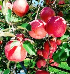 정선임계백령사과농원