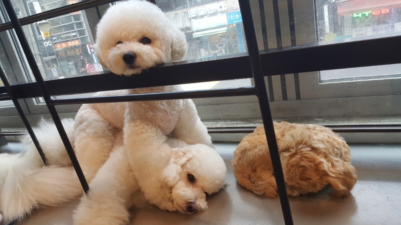 봉브라더스