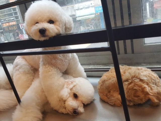 봉브라더스