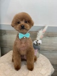 콩이네 강아지미용실
