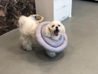 하나카동물병원