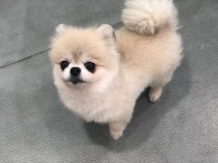 하나카동물병원