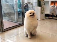 하나카동물병원