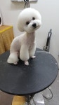 더데일리펫샵 호원점