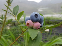 까끔이골 블루베리농장