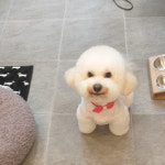 영심이살롱 곰곰이호텔