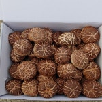 참좋은 표고버섯농장