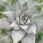 바람길다육