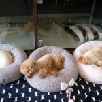 영심이살롱 곰곰이호텔