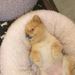 영심이살롱 곰곰이호텔