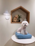 바르다펫 꿈의숲점