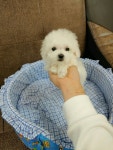 독스캣강아지고양이 수원점