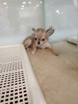독스캣강아지고양이 수원점