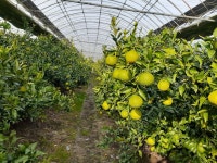 한라봉 황금농장