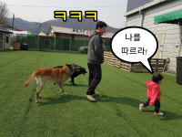 위드유애견훈련소