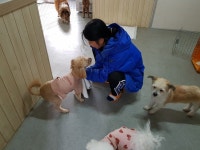 위드유애견훈련소