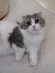 묘랑 고양이 카페