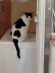 묘랑 고양이 카페