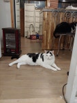 묘랑 고양이 카페