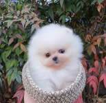 아이러브독 강아지분양 부천점