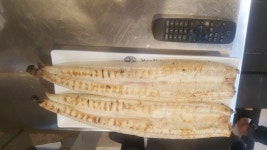 황당한민물장어