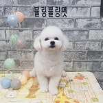 블링블링펫