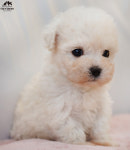 야옹아멍멍해봐 두정점