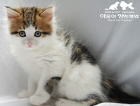 야옹아멍멍해봐 두정점