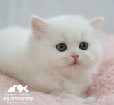 야옹아멍멍해봐 두정점