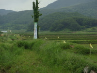 창원북면우렁이