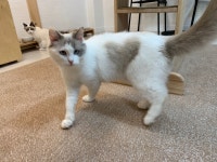 고양이랙돌카페