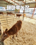 해마루숯불구이
