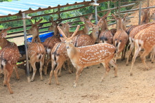 김포사슴농장