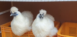 솔바람청계농장