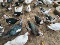 산속기러기 농장