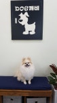 Dog깨비
