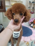 Dog깨비