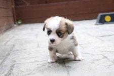 베리독 강아지고양이 평택본점