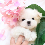 베리독 강아지고양이 평택본점