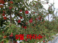 산골과수원