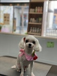 나니쌀롱