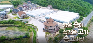 송고버섯